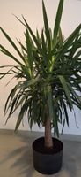 Yucca