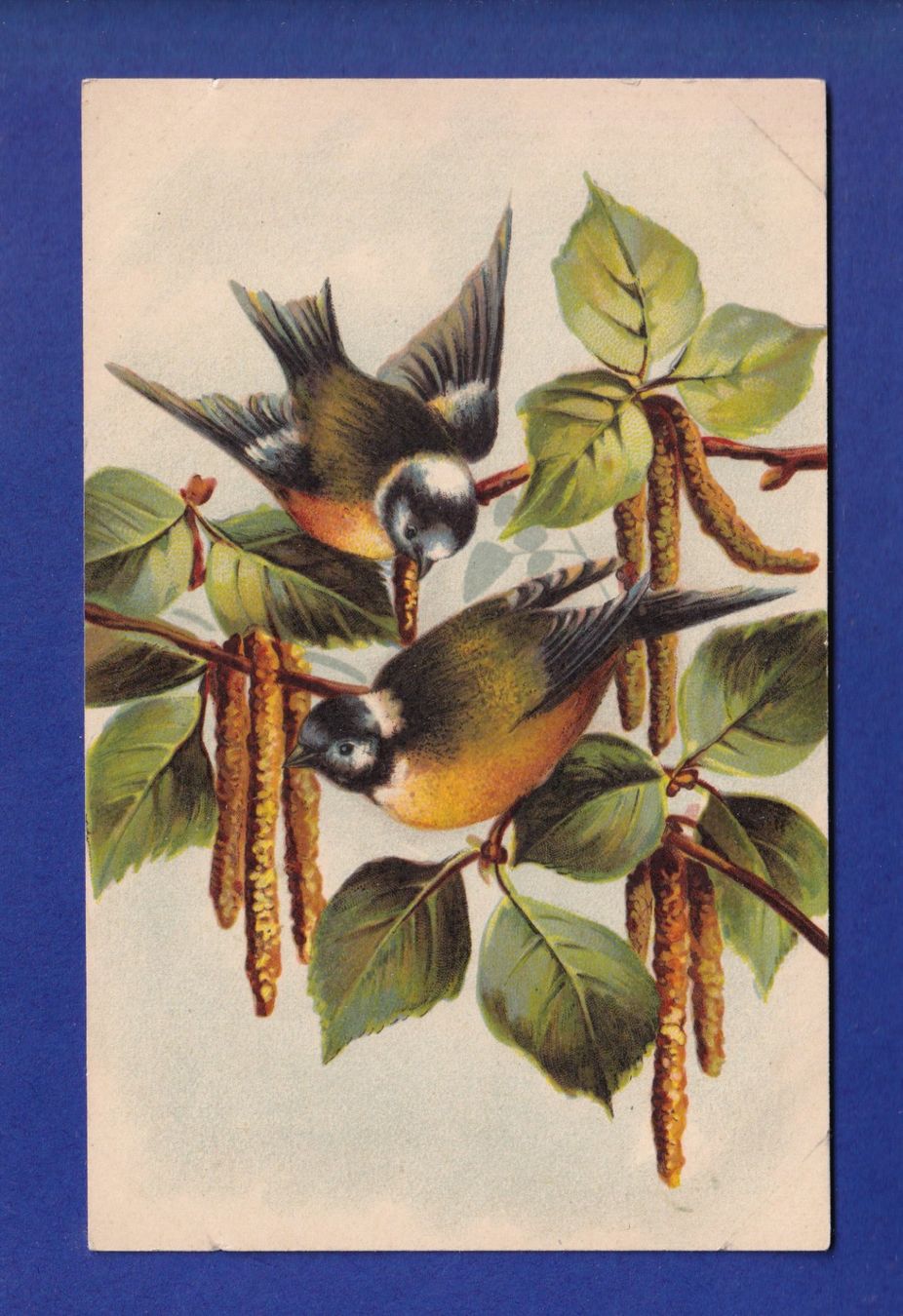 Cartes postales: OISEAU - Mésanges – D'occasion à Pully par nicecards-shop