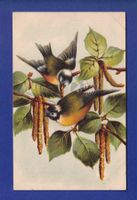 OISEAU - Mésanges