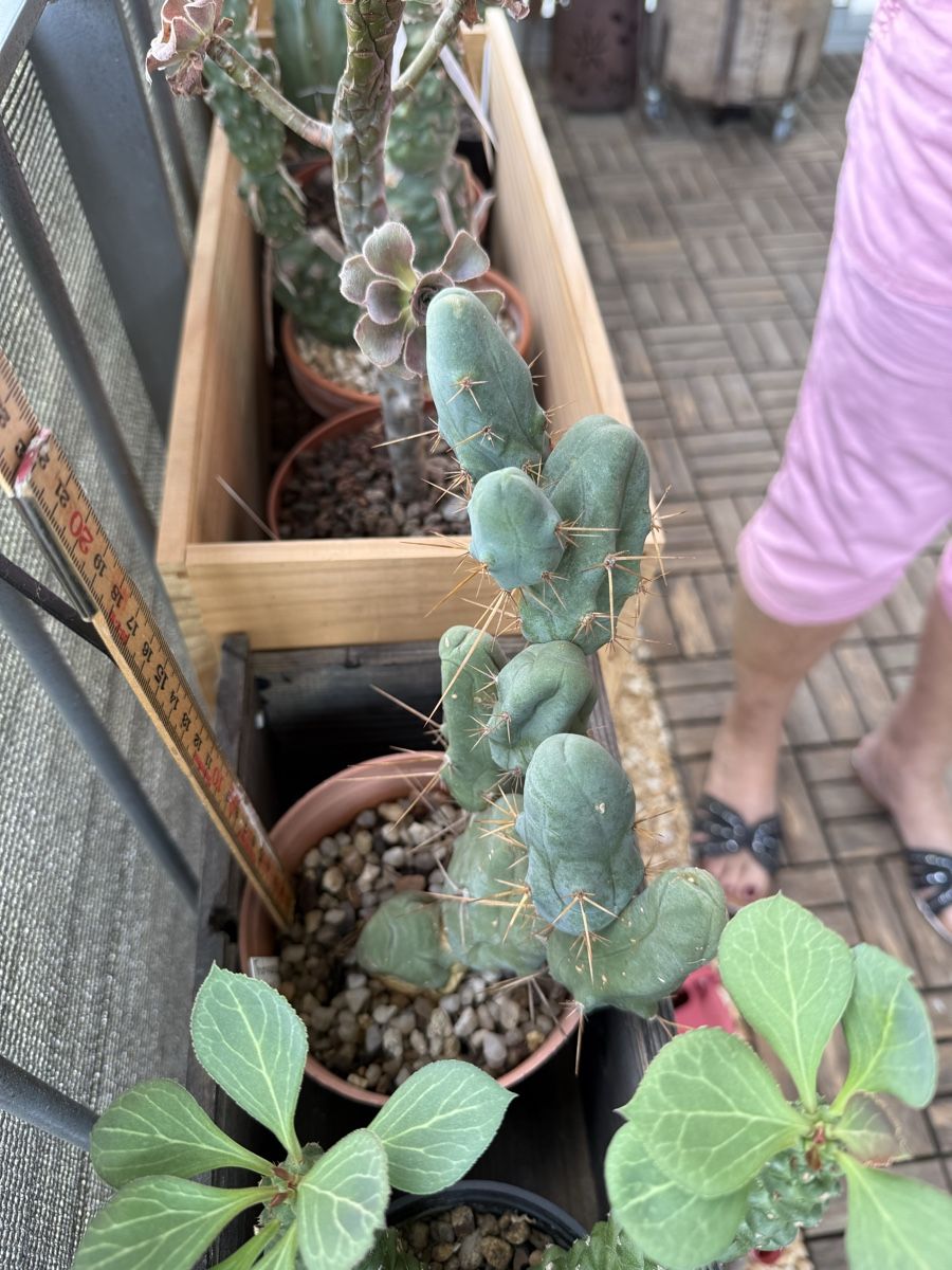 Plantes & graines: Trichocereus bridgesii f monstrosus – D'occasion à Rorbas par SimS0n 1