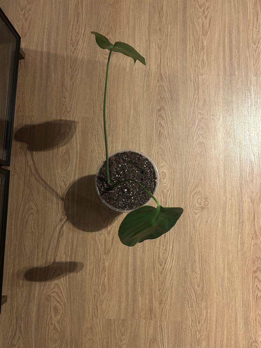 Piante & sementi: Monstera Deliciosa Nr.3 – Usato da Luzern venduto da ITnoah 2
