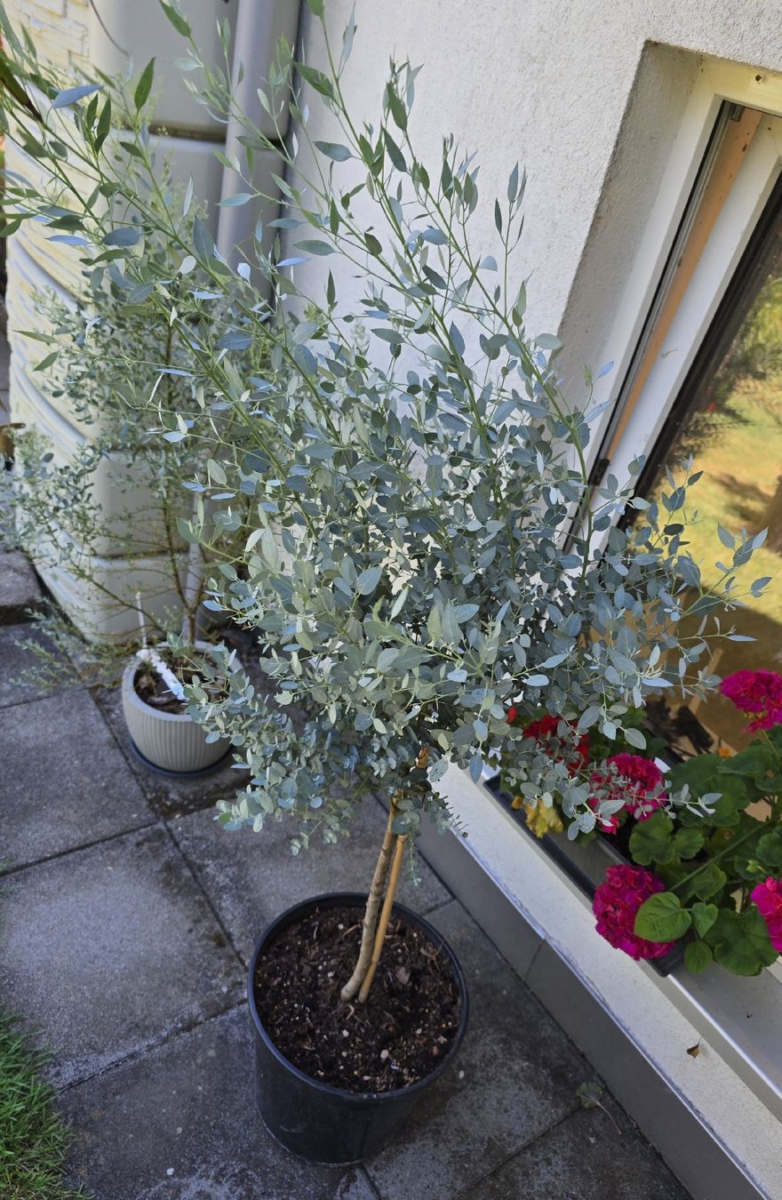 Plantes & graines: Schöner Eukalyptus Hochstamm – D'occasion à Aarburg par popkorn65 4