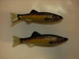 2 truites Fario Renosky 10 cm