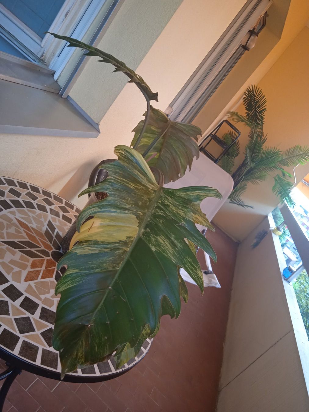 Plantes & graines: Philodendron caramel marble – D'occasion à Lausanne par kta_tss7 3
