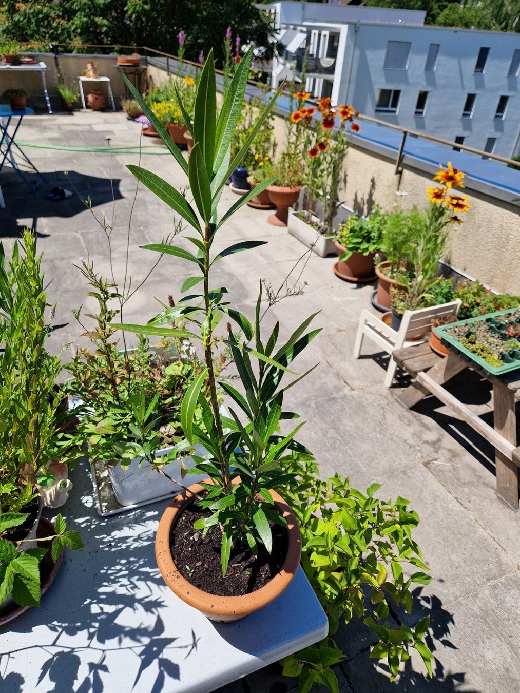 Piante & sementi: Oleander dunkelrosa blühend, Terrassenpflanze – Usato da Münchenbuchsee venduto da Aare22 4