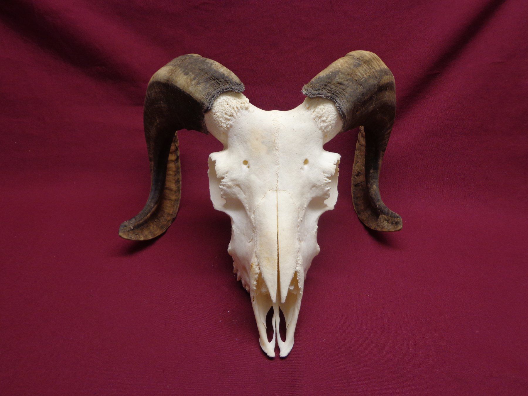 Il mondo degli animali: Widder, Geweihe, Trophäe, Horn, Dekoration, Jagd Abwurfst. – Usato da Andeer venduto da Baerenburger 1