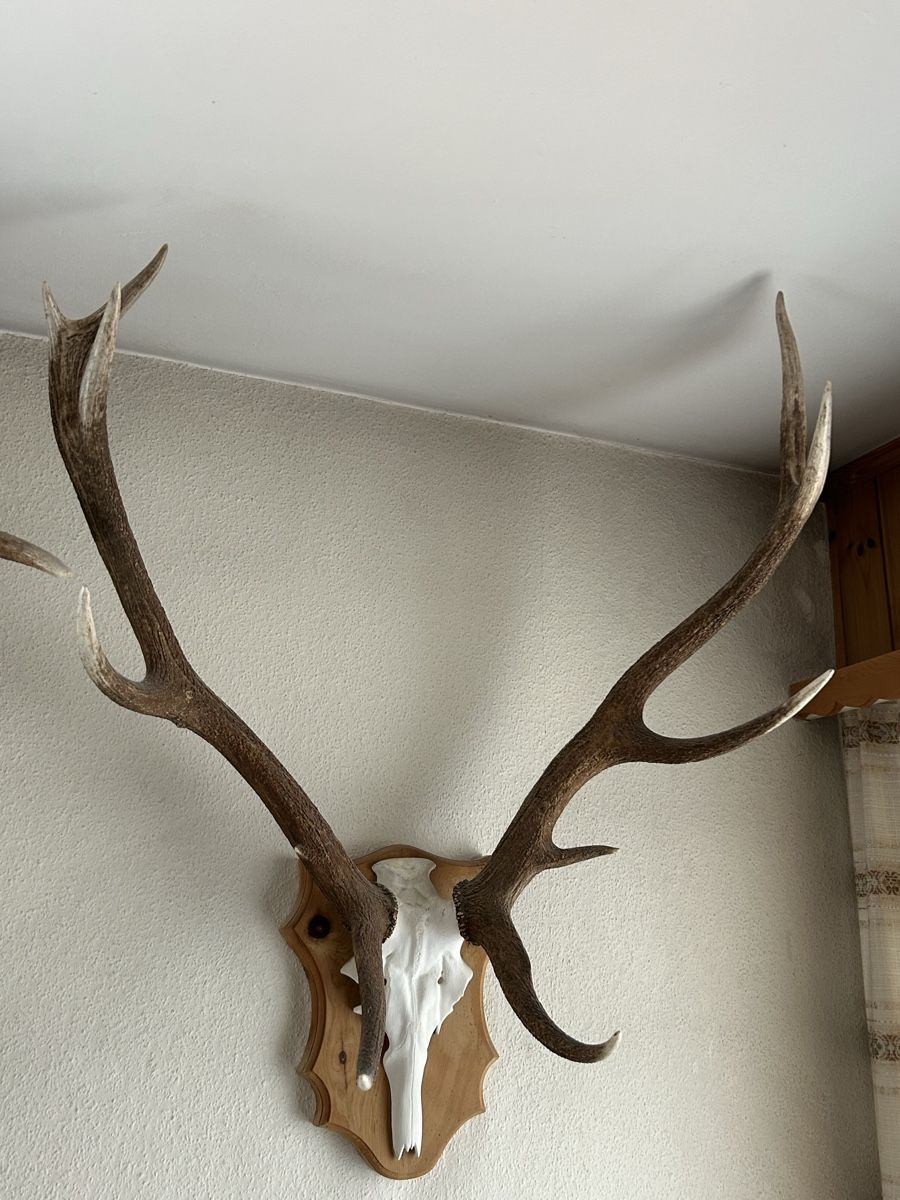 Autres collections & raretés: Trophäe Hirsch Geweih Hirschstier – D'occasion à Davos Platz par cilgia08 1