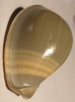 CRYPTOSPIRA VENTRICOSA;-MUSCHEL-MIT GELBEN BAND, SEHR SELTEN