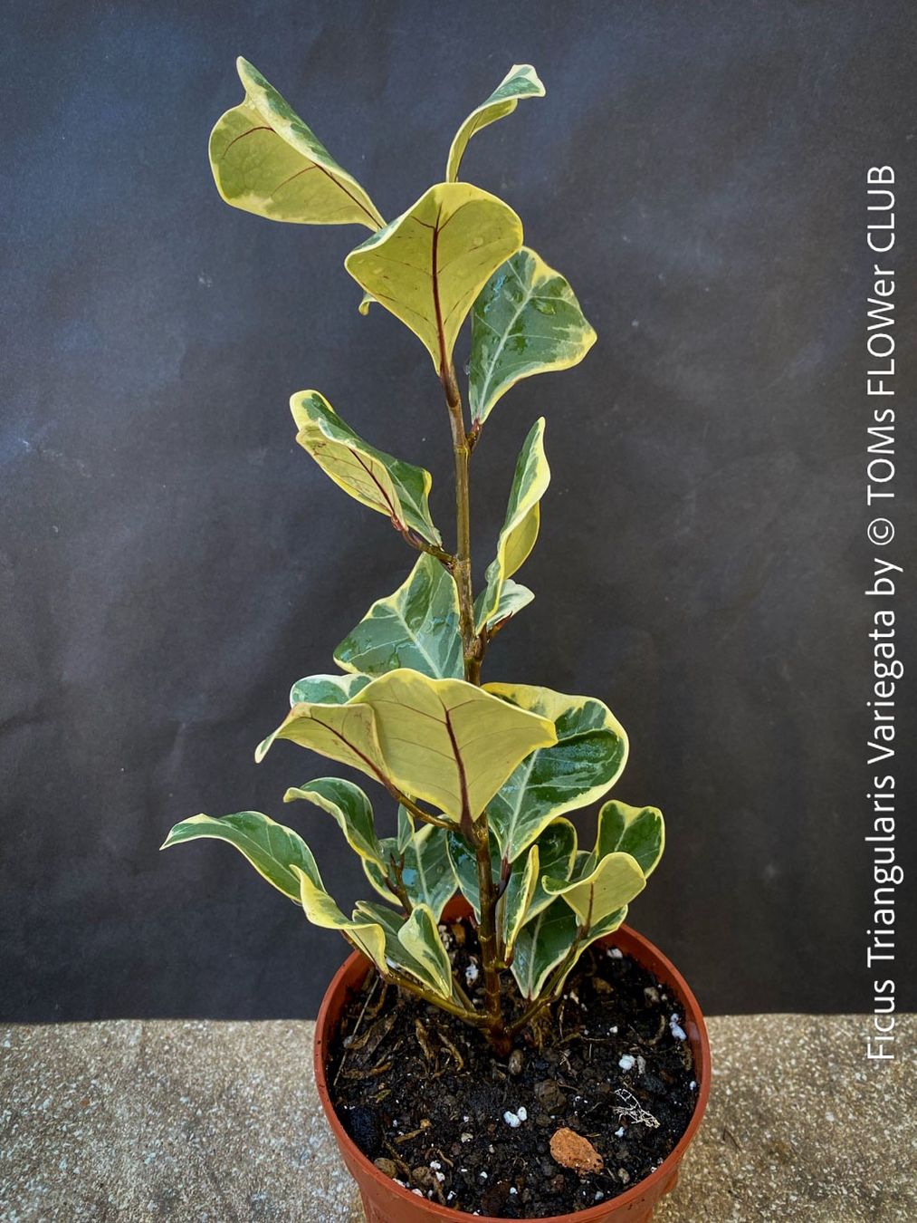 Pflanzen & Samen: Ficus Triangularis Variegata - jedes Blatt wie ein Herz – Neu (gemäss Beschreibung) aus Adliswil von astom369 3