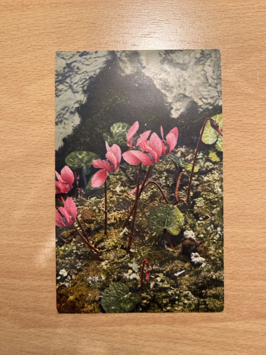 Cartoline postali: Alte Ansichtskarte Basel, Eichestrasse, Herbst-Schnäppchen – Usato da Hinwil venduto da Chuan2