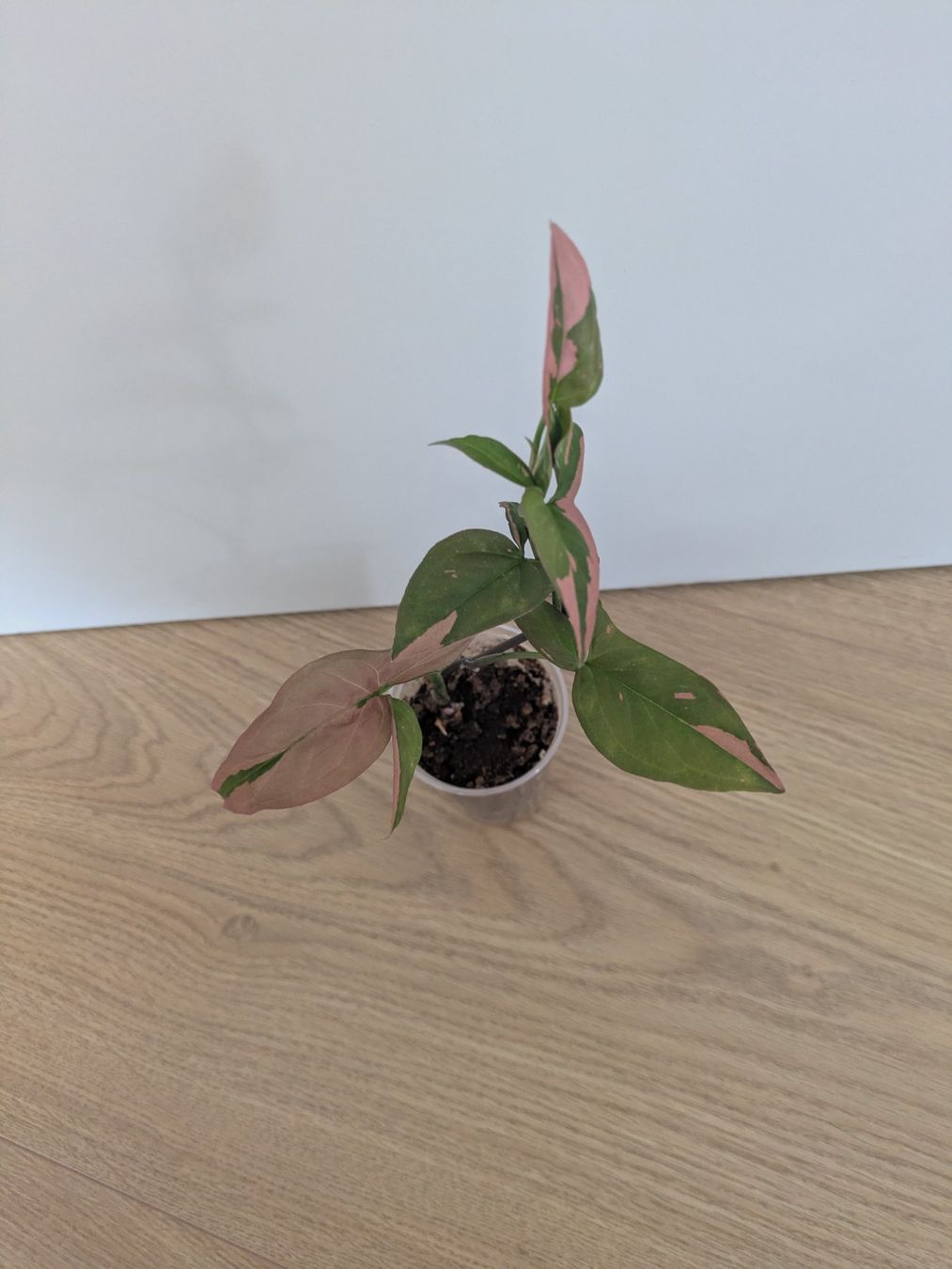 Piante & sementi: Syngonium Pink Splash Red Spot- Rare – Usato da Winkel venduto da Kade50 2