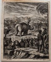 Orig. Radierung von Jacob Petrus, Erfurt  - Elefant, 1750