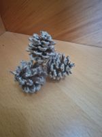 Schöne, kleine, weisse Tannenzapfen für die Dekoration.