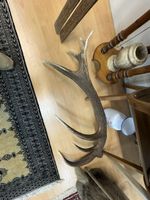 Riesige Hirsch-Abwurfstange