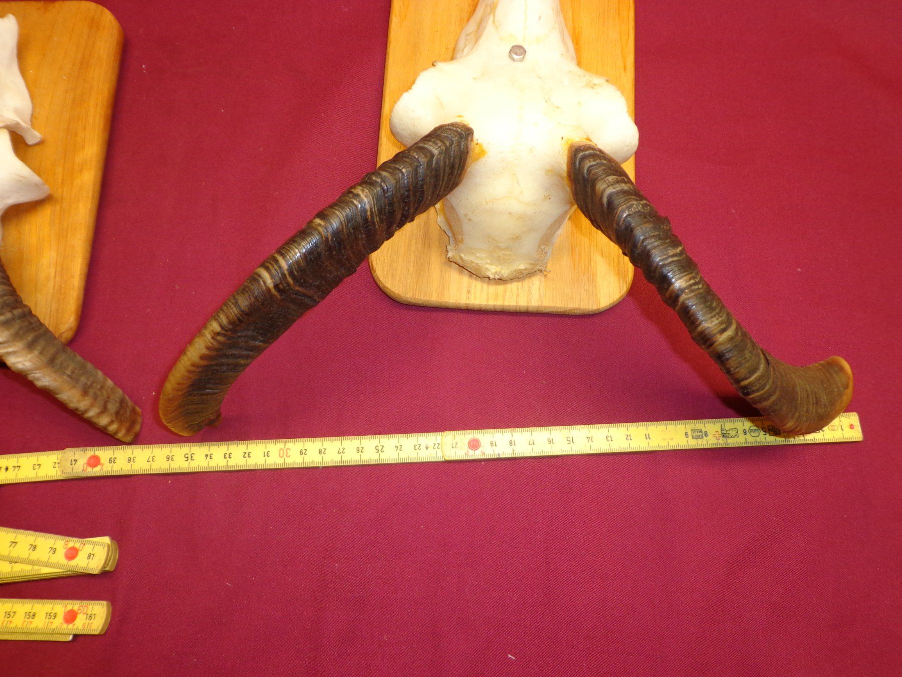 Il mondo degli animali: Widder, Geweihe, Trophäe, Horn, Dekoration, Jagd, Geissen. – Usato da Andeer venduto da Baerenburger 4