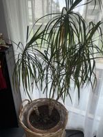 Zimmerpflanze Dracaena oder ähnlich im Korb guter Zustand