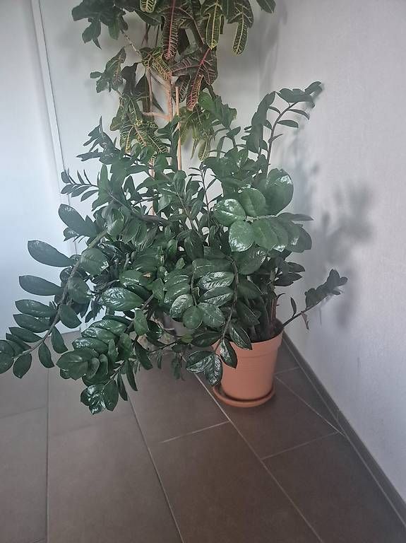 Plantes & graines: Grosse Pflanze, Glücksfeder – D'occasion à Zürich par ale_9bqs