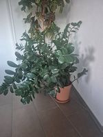 Grosse Pflanze, Glücksfeder