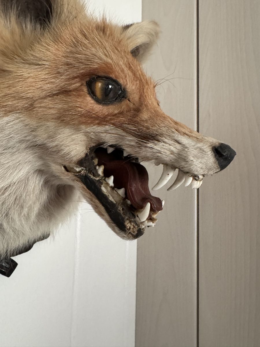 Il mondo degli animali: Fuchskopf – Usato da Frick venduto da nannali98 2