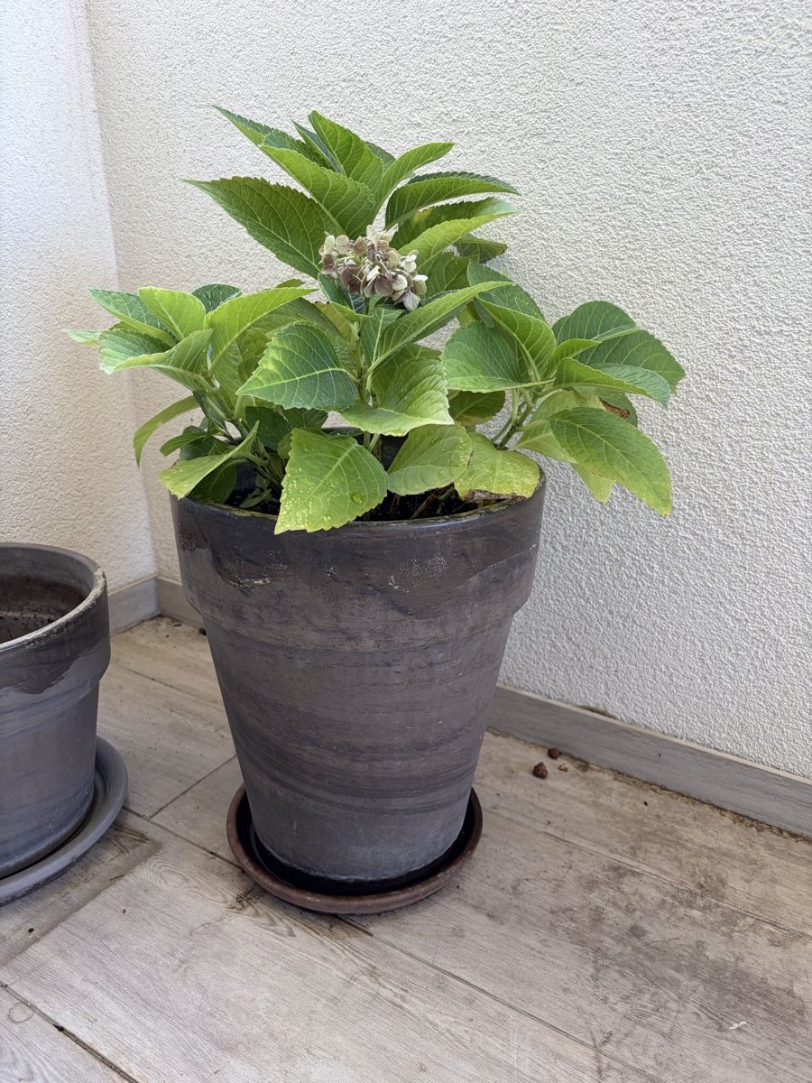 Vasi per fiori: 2 ceramic brown plant pots – Usato da Münchenstein venduto da ArleneLM 1