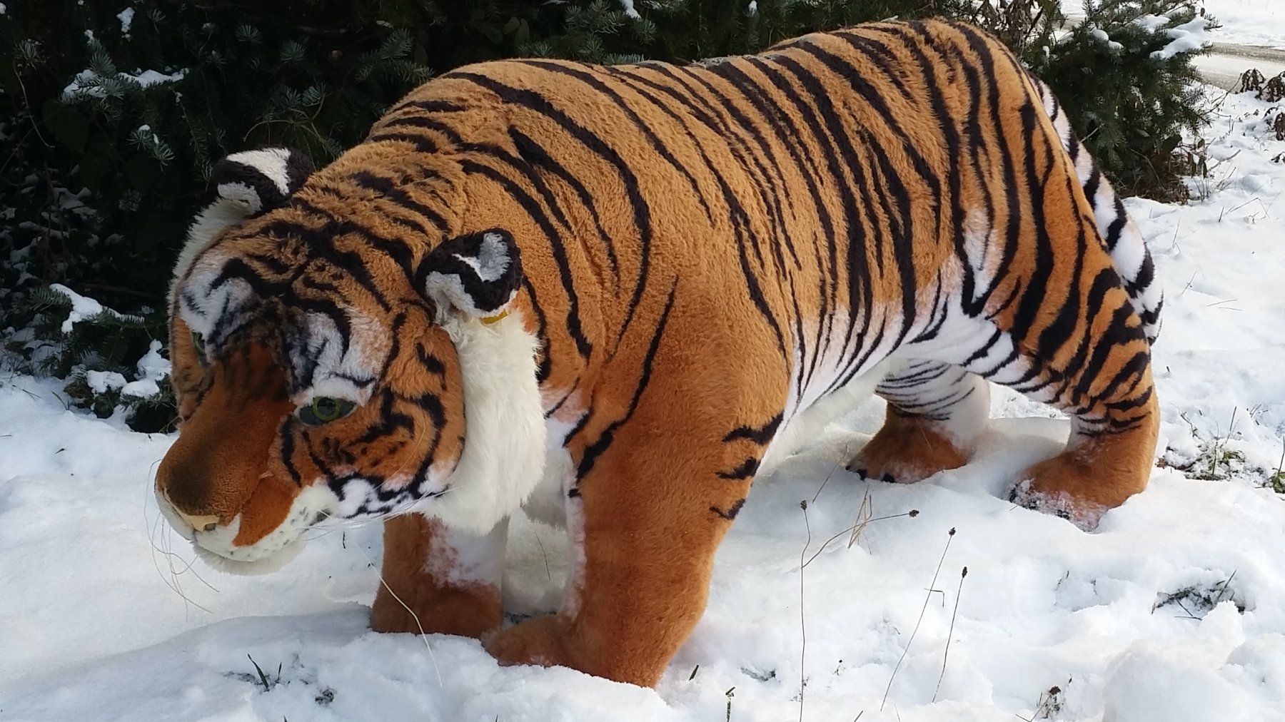 Spielzeuge: Steiff Studio-Tiger – Gebraucht aus Zwingen von moje1