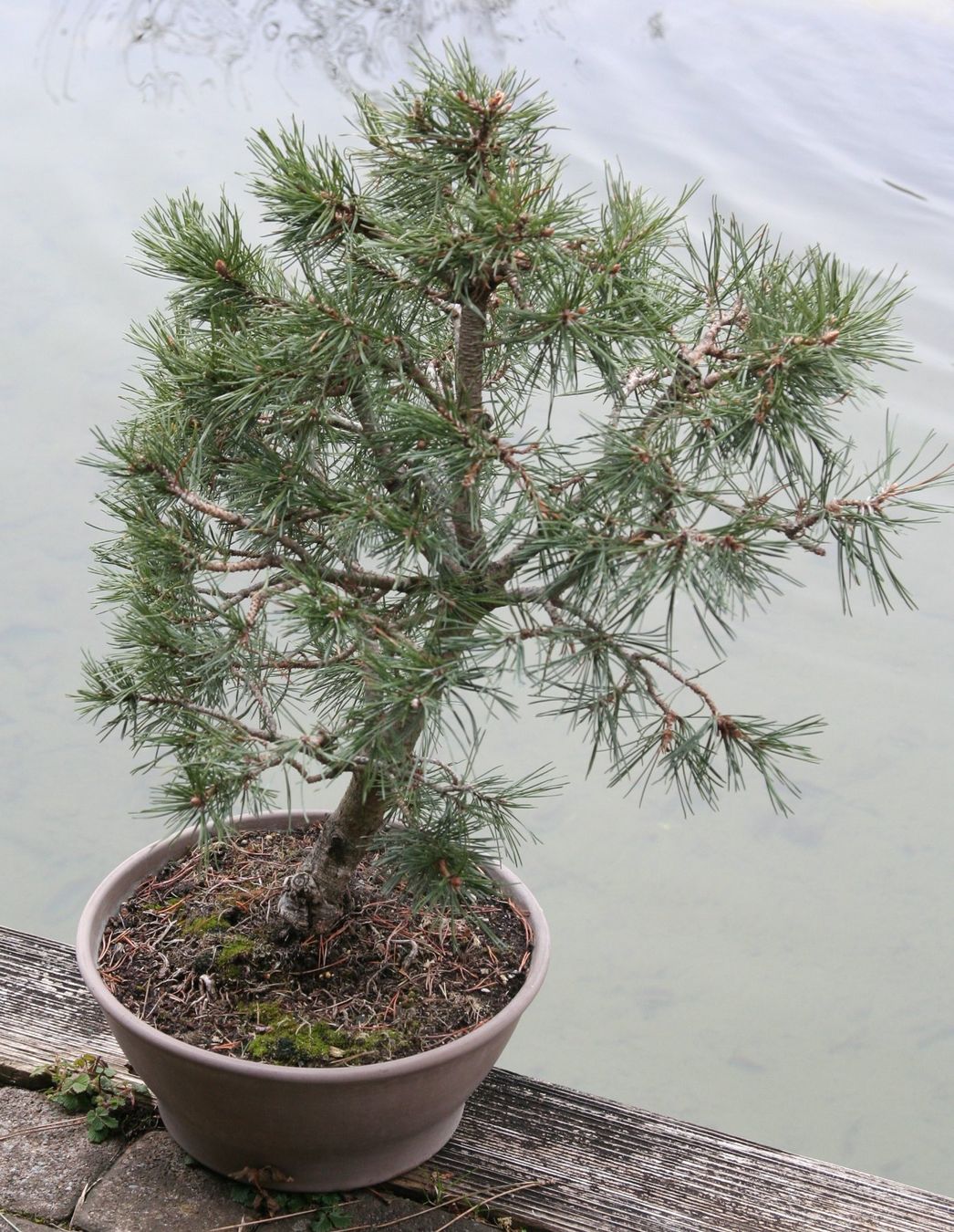 Piante & sementi: BONSAI  -  Bergkiefer – Usato da Gretzenbach venduto da Sikim 3