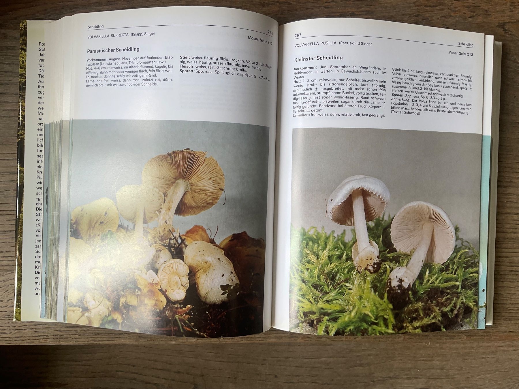 Bücher: Pilzbuch 700 Pilze Buch – Gebraucht aus Aarau von Galaktos 3