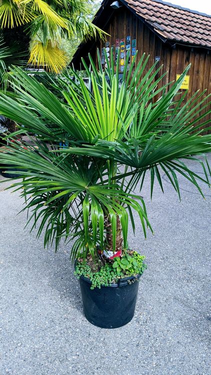 Tessinerpalme Hanf Palme Schweizer Zucht 1.9m 30cm Stamm Kaufen auf