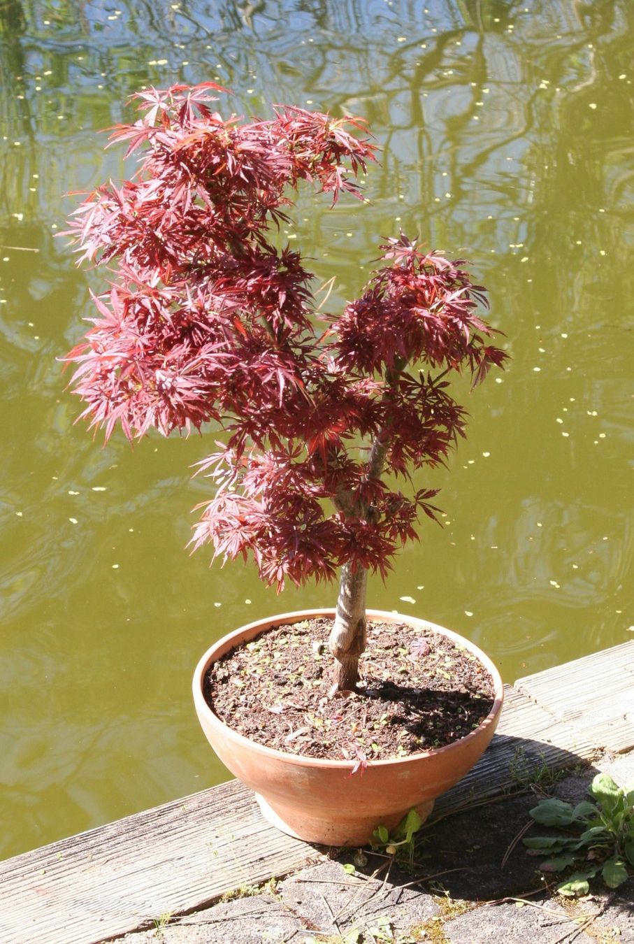 Piante & sementi: BONSAI  -  Fächerahorn "Jerre Schwartz" – Usato da Gretzenbach venduto da Sikim 1