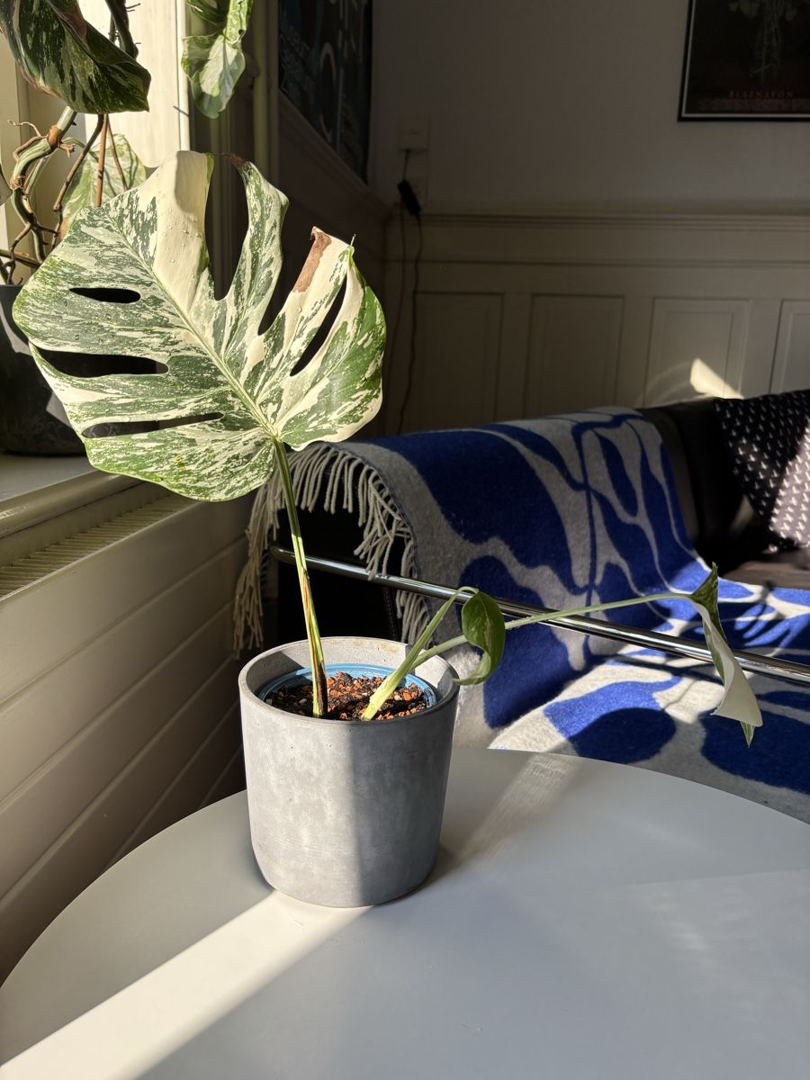 Piante & sementi: Monstera deliciosa Albo Variegata – Nuovo (secondo la descrizione) da Zürich venduto da egualpascual