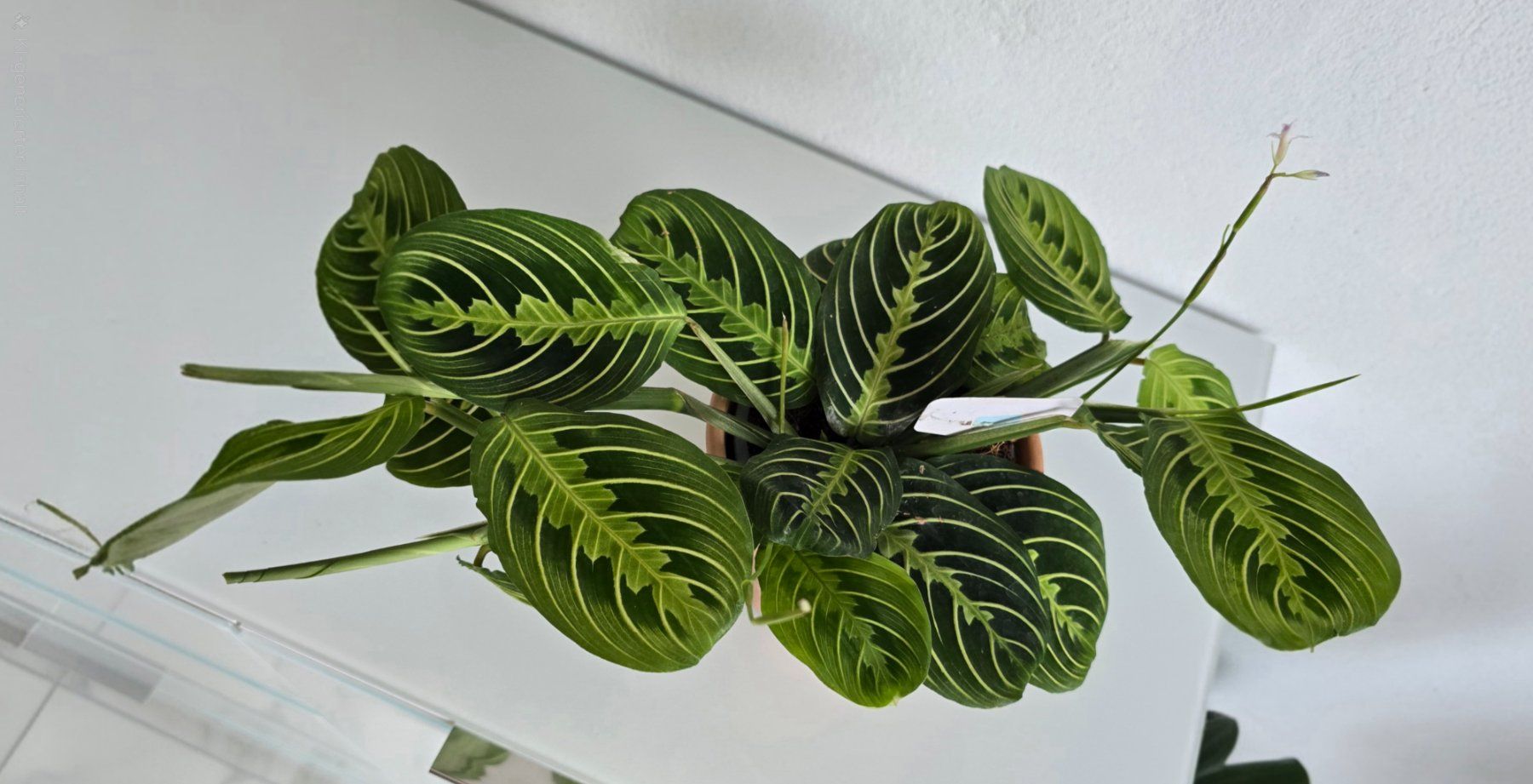 Piante & sementi: Maranta Leuconeura – Usato da Aarburg venduto da Glitzerzauber 1