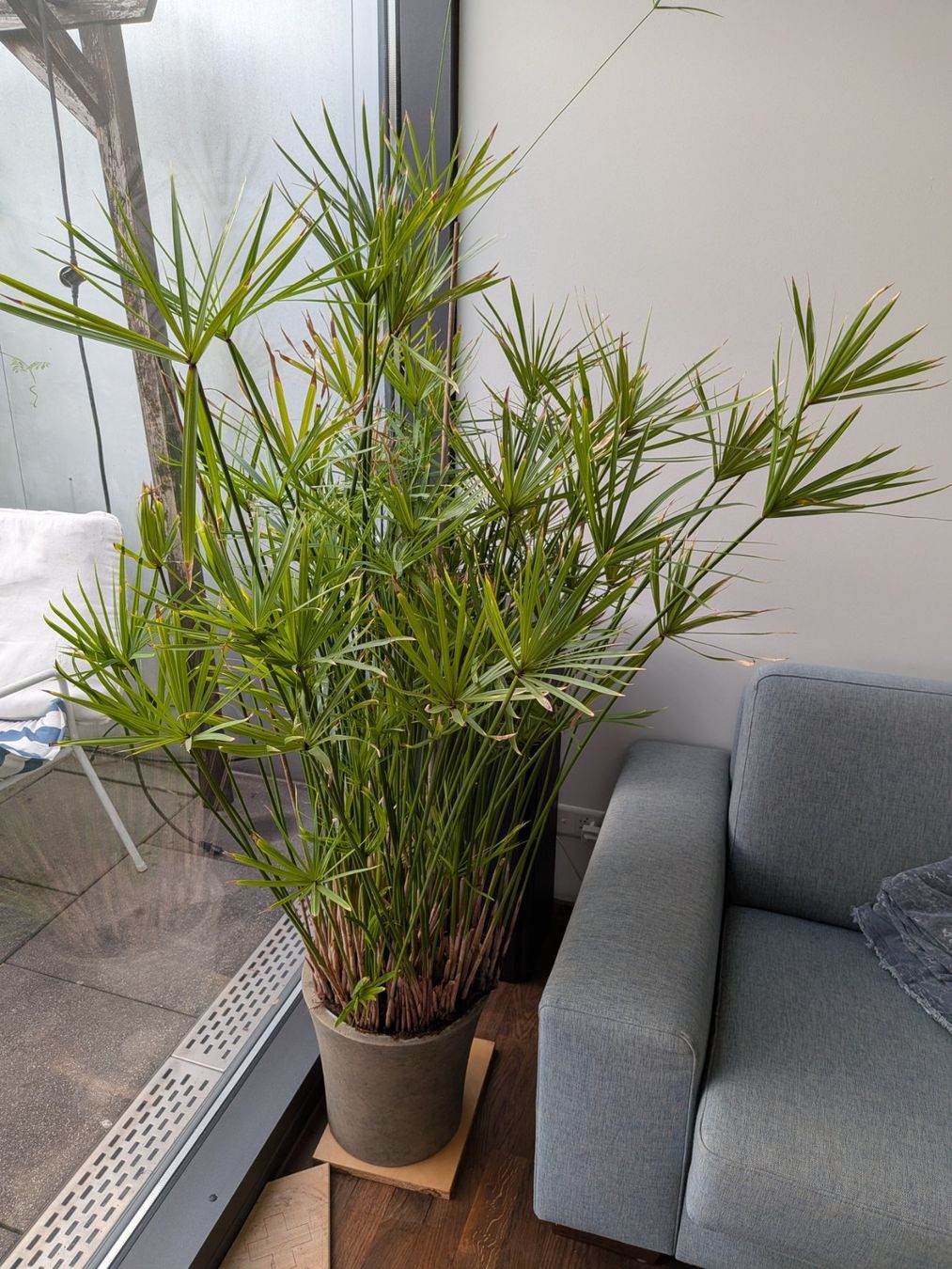 Piante & sementi: Papyrus im Topf – Usato da Zürich venduto da Martinbu