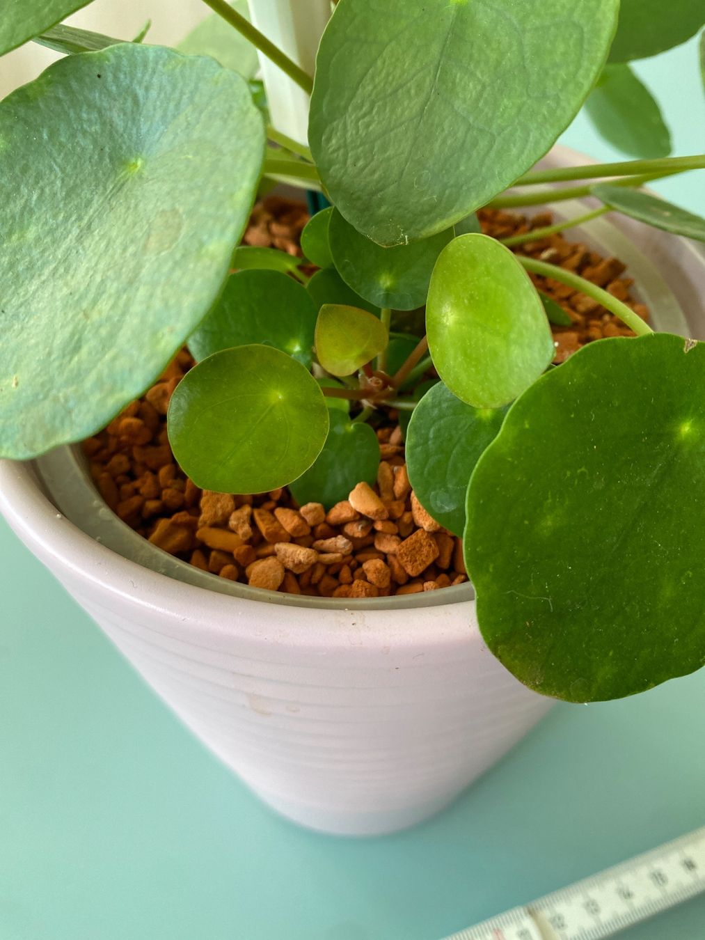 Piante & sementi: Dollar-Pflanze/ Geldbaum/ Pilea mit Nachwuchs – Nuovo (secondo la descrizione) da Zürich venduto da echt01 2