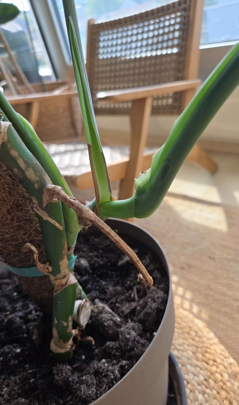 Pflanzen & Samen: Kleine Monstera (ca. 40cm) – Gebraucht aus Zürich von wile_coyote 2