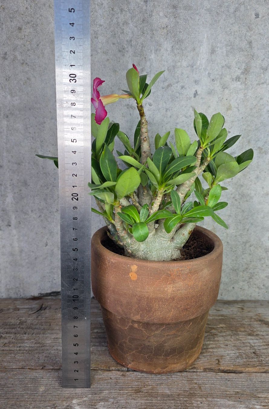 Piante & sementi: Wüstenrose Godji – Nuovo (secondo la descrizione) da St.Erhard venduto da Plumilandschweiz 3