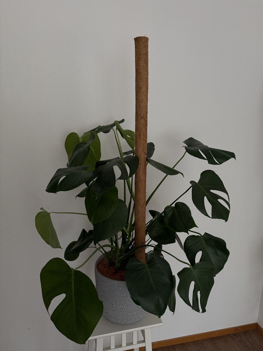 Piante & sementi: Zimmerpflanze Monstera – Usato da Wynigen venduto da KaZu79 1