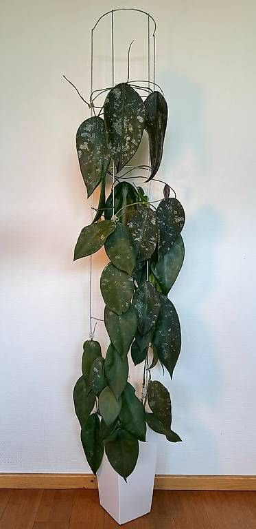 Piante & sementi: Hoya sangguensis Borneo – Nuovo (secondo la descrizione) da Bühler venduto da googelibear