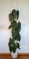 Hoya sangguensis Borneo