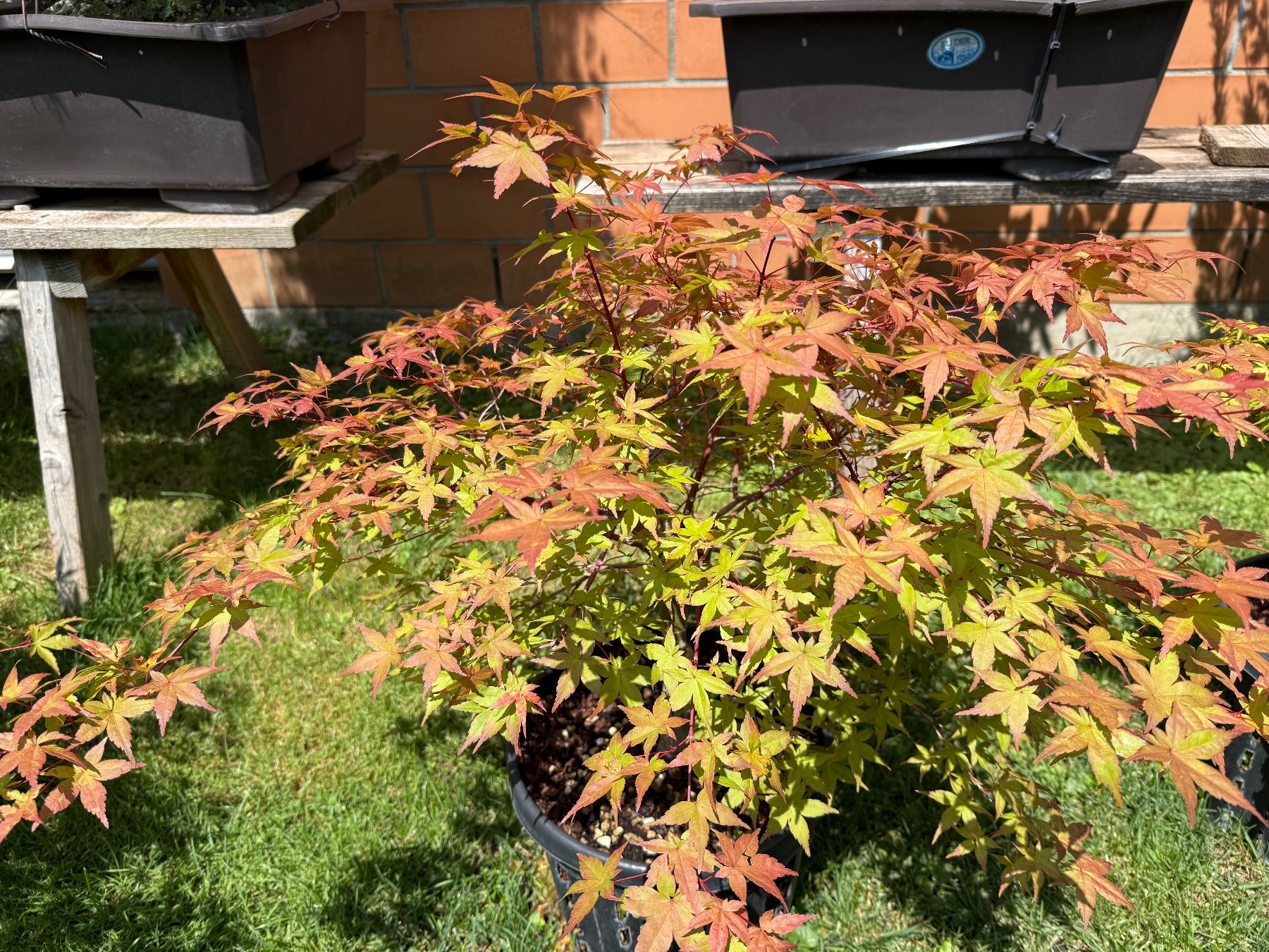 Piante & sementi: Verschiedene und seltene Bäume/ Bonsai – Usato da Vaduz venduto da Hallo2112 6