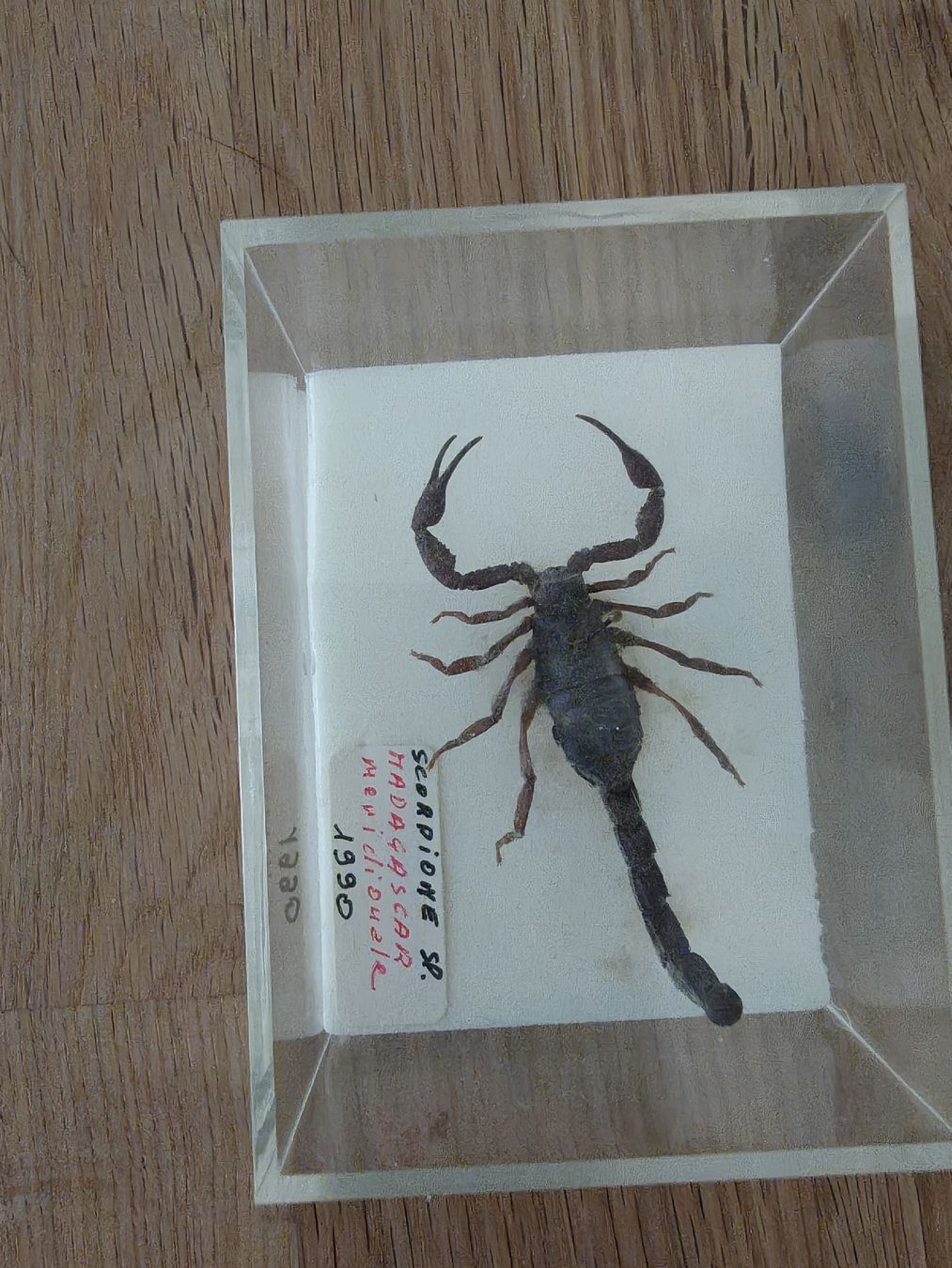 Il mondo degli animali: Schönes Skorpion – Usato da Affoltern am Albis venduto da chassa2 1
