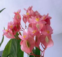 BEGONIA*CORALLINA 'TAMAYA'*****