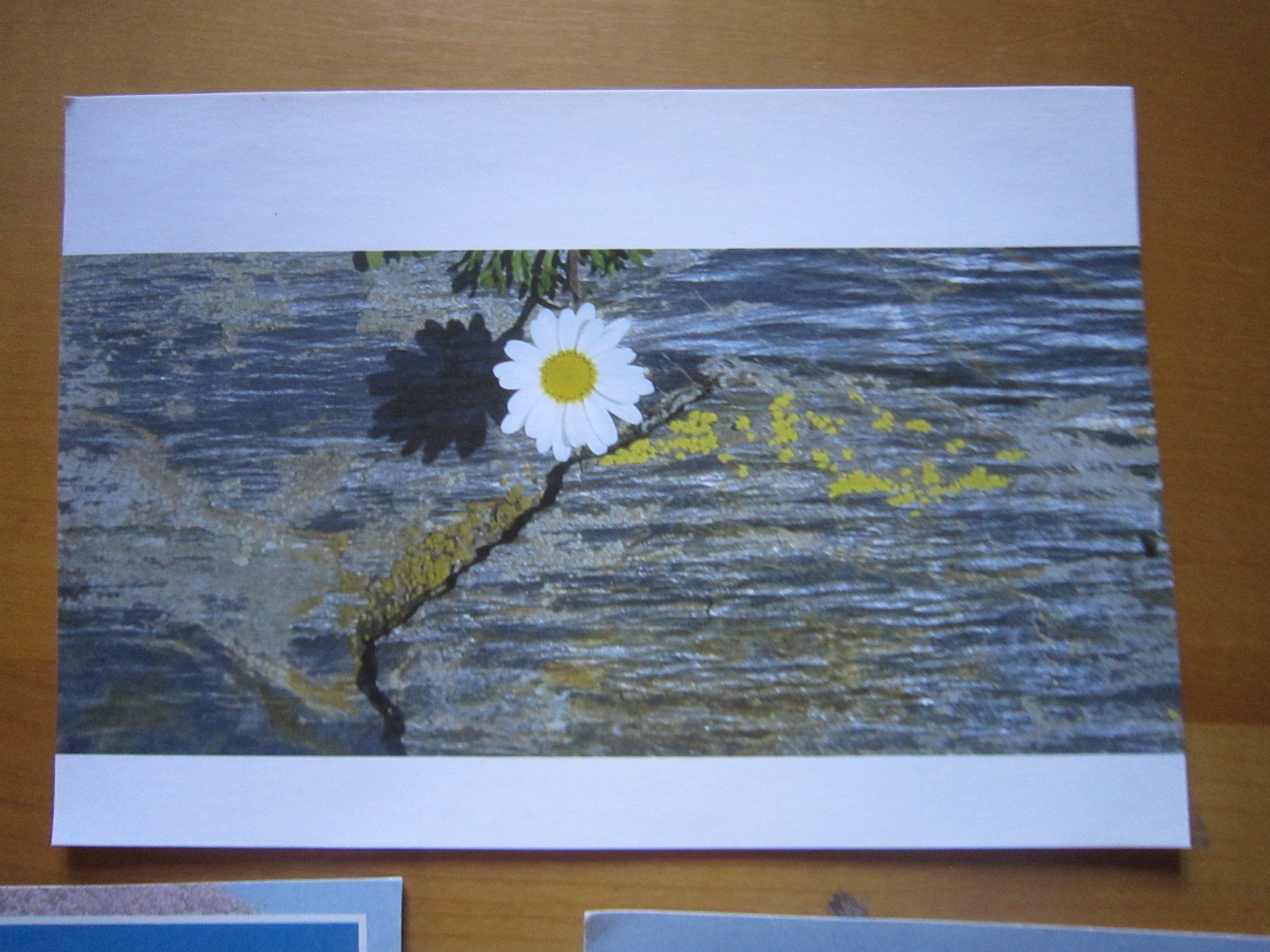 Cartes postales: No2 Postkarten Blumen Kunst – D'occasion à Gordola par Polentaefung 3