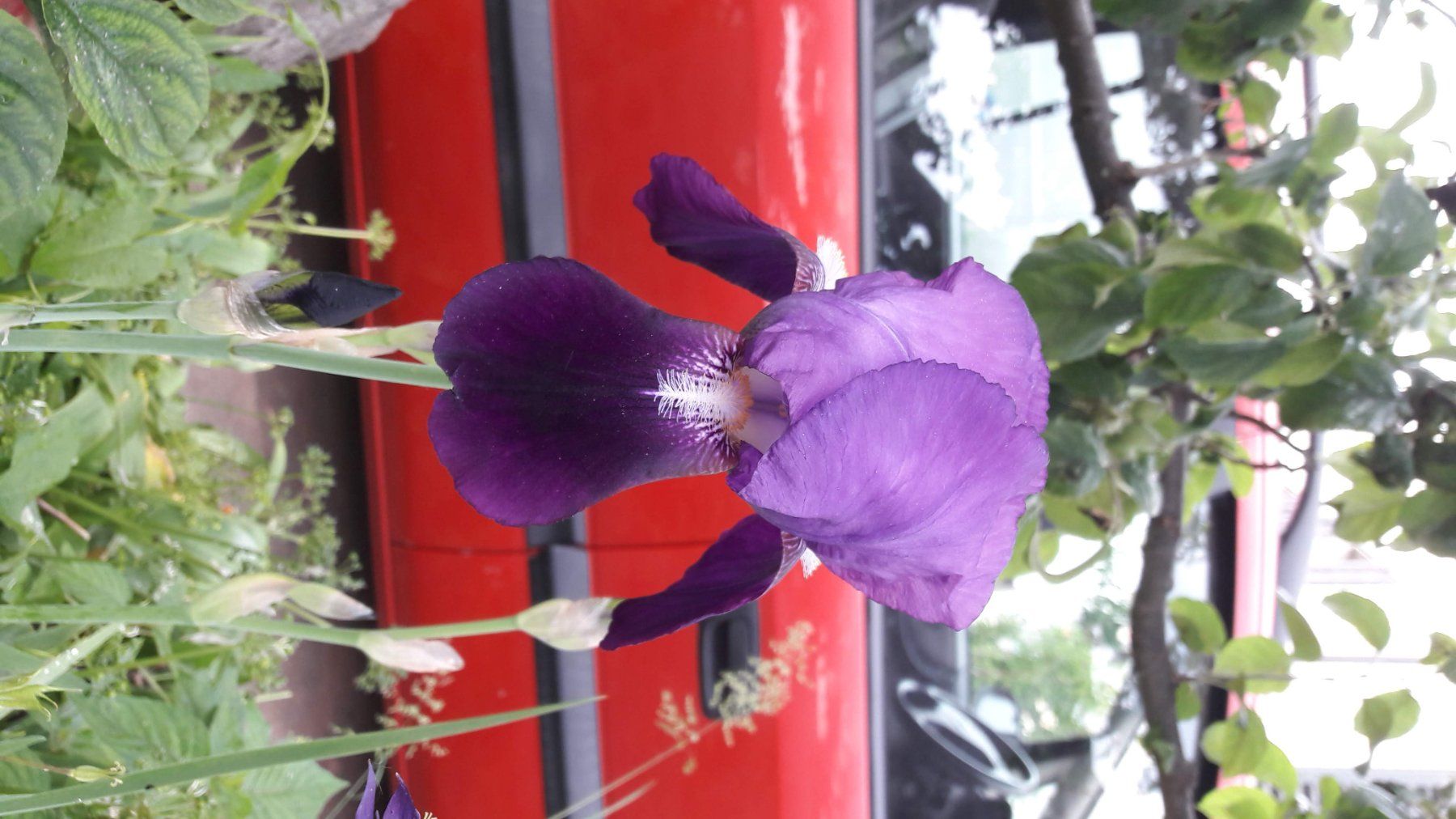 Piante & sementi: Iris Germanica-Grp. Schwertlilie – Usato da Zug venduto da SirGoldFish 3