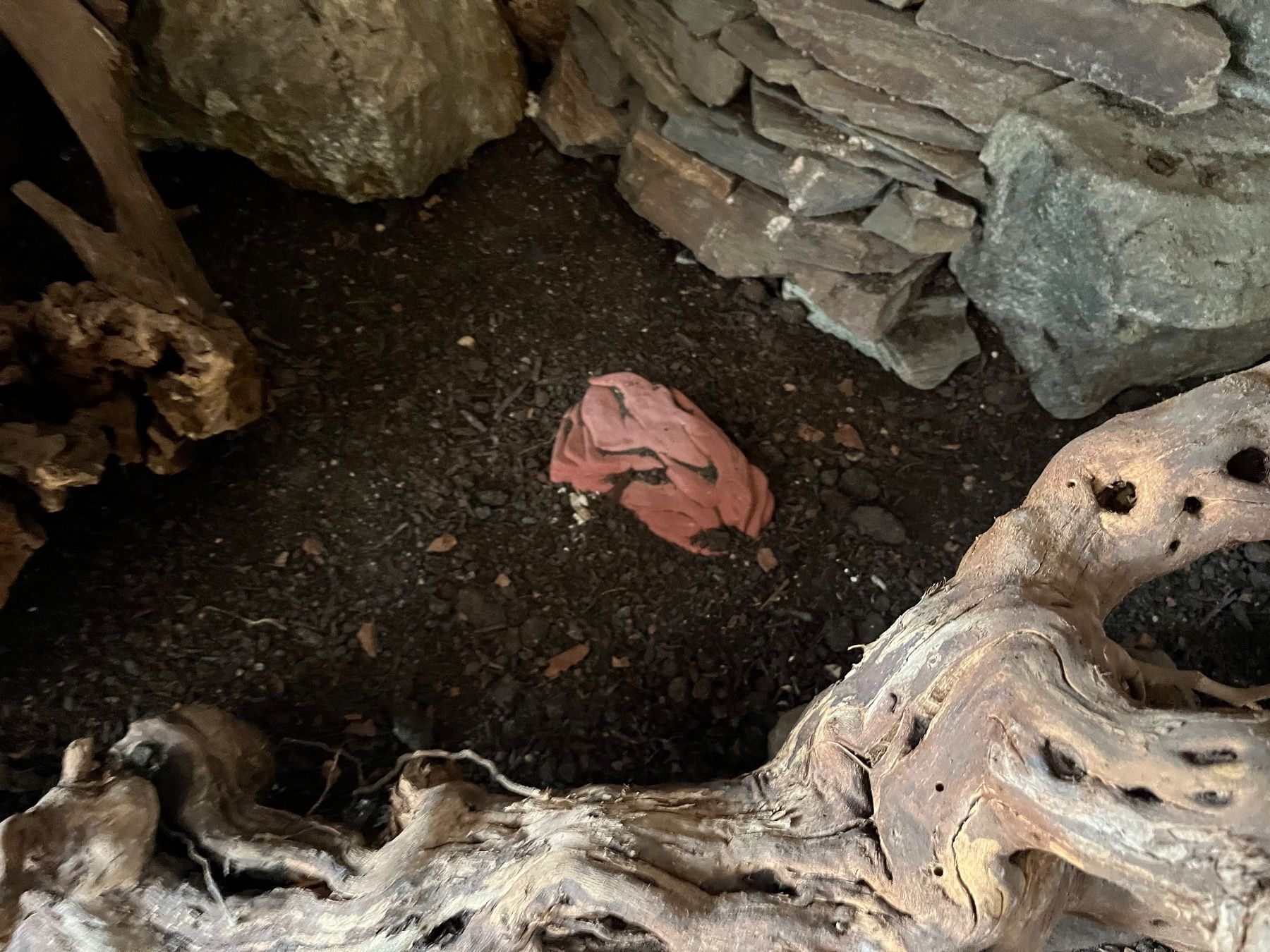 Terrario: Terrarium – Usato da Limpach venduto da Fscostar 2