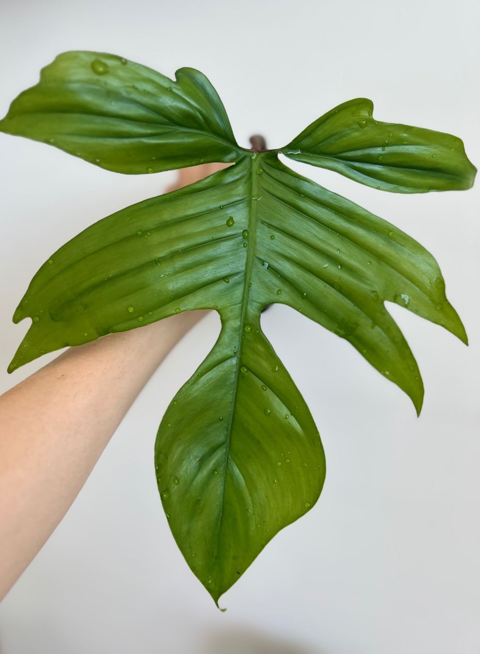 Plantes & graines: Philodendron Florida🤩 – D'occasion à Glattpark(Opfikon) par ste_n99y 5