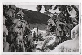 DAVOS Blick aus dem Schatzalpwald