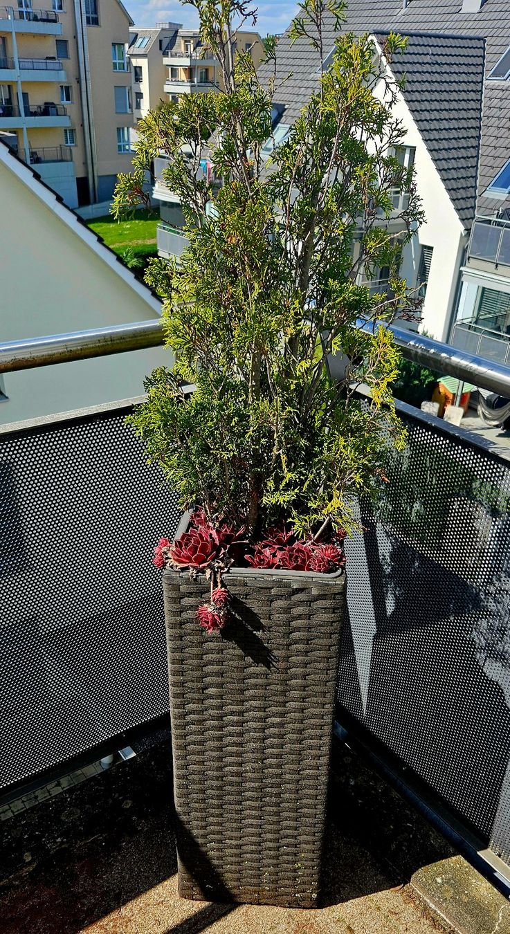 Vasi per fiori: 2 Pflanzengefäss mit Inhalt – Usato da Volketswil venduto da lullu64