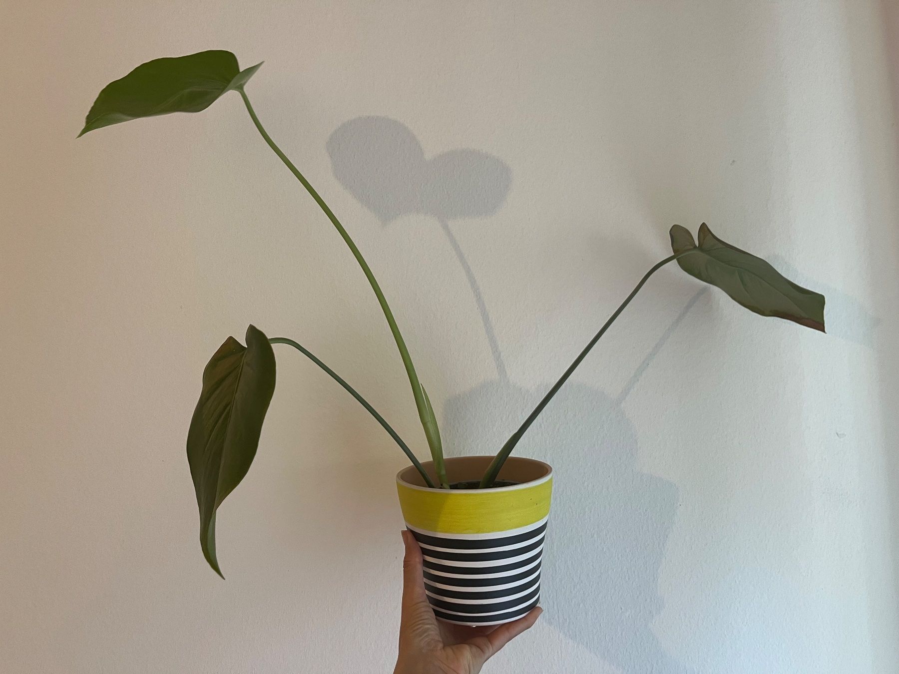 Plantes & graines: Monstera Setzling mit Topf – Neuf (Voir description) à Zürich par vintage_for_you