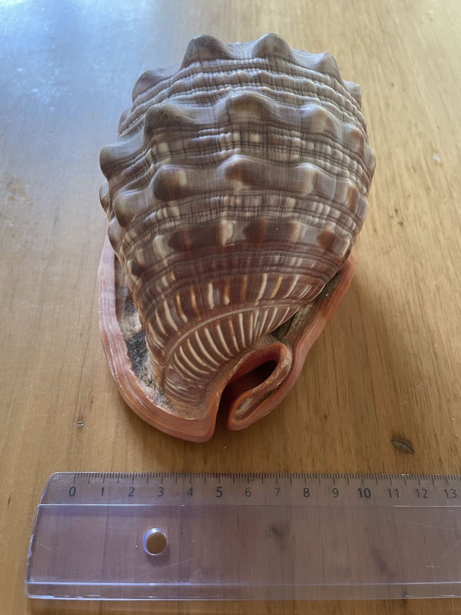 Fossili: Schnecke (Muschel) Cassis rufa – Usato da Basel venduto da Konix 1