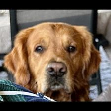 Profile image of Chipsy69